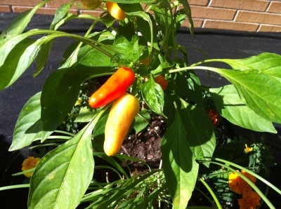 garden garden 400x298 Friday Update 12/2/11