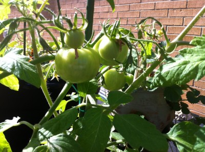 garden2 garden2 400x298 Friday Update 12/2/11