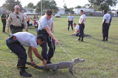 alligator IMG 7063 400x266 Friday Update 11/15/13