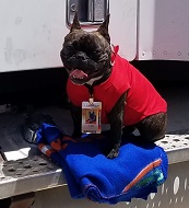 Lola with her badge