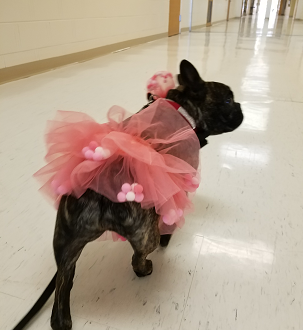 Valentine Lola in Hallway 021519