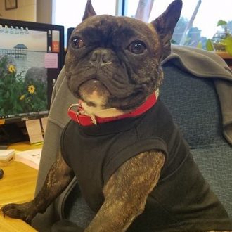 Lola at the desk