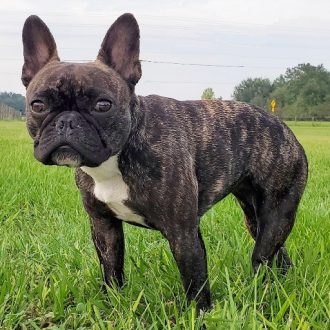 Lola in the grass