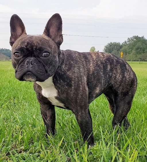 Lola in the grass